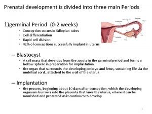 Prenatal development is divided into three main Periods