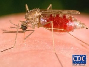 Nevertheless the reduction of the number of malaria