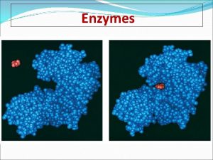 Enzymes What is an enzyme Active site globular