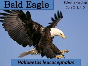 Bald Eagle Kaleena Kessling Core 2 3 4