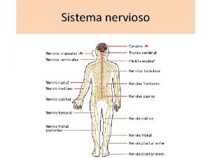 Cnidarios sistema nervioso