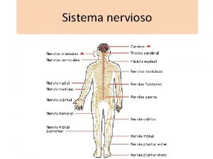 Tejidos nerviosos