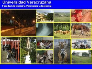 Universidad Veracruzana Facultad de Medicina Veterinaria y Zootecnia