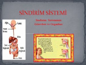SNDRM SSTEM Sindirim Sisteminin Grevleri ve Organlar SNDRM