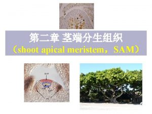 shoot apical meristemSAM 2 The SAM can produce