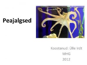 Peajalgsed Koostanud lle Irdt MHG 2012 Seepiad Peajalgsed