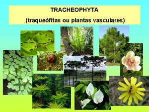 TRACHEOPHYTA traquefitas ou plantas vasculares TRACHEOPHYTA traquefitas ou