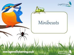 What do minibeasts eat