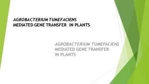 Agrobacterium mediated gene transfer