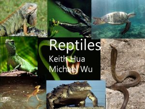 Circulation in reptiles