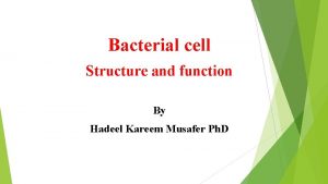 Bacterial cell Structure and function By Hadeel Kareem