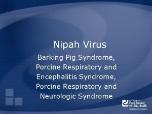 Nipah Virus Barking Pig Syndrome Porcine Respiratory and
