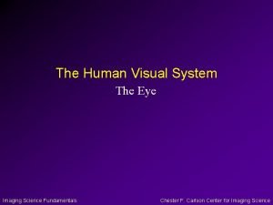 Human visual system Human visual system