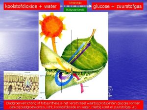 koolstofdioxide water lichtenergie glucose zuurstofgas bladgroenkorrels Bladgroenkorrels nemen