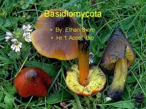 Basidiomycota By Ethan Siem Hr 1 Accel Bio