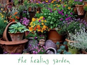 The healing garden tangerine therapy