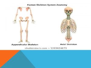 The appendicular skeleton includes