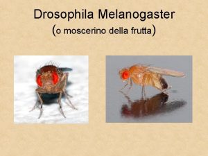 Drosophila Melanogaster o moscerino della frutta Perch si