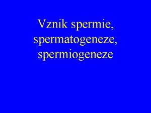 Spermiogeneze