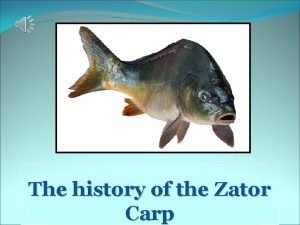 The history of the Zator Carp The carp