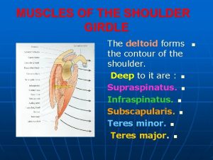 MUSCLES OF THE SHOULDER GIRDLE The deltoid forms