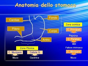 Classificazione di bormann