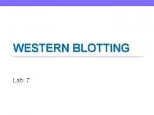 WESTERN BLOTTING Lab 7 Introduction Blotting is a