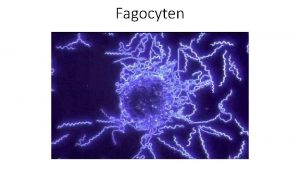 Fagocyten