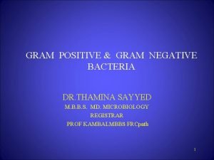 GRAM POSITIVE GRAM NEGATIVE BACTERIA DR THAMINA SAYYED