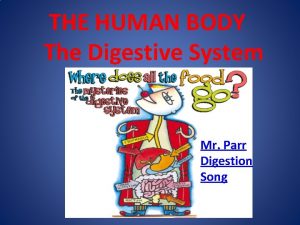 Mr parr digestive system