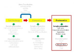 Protein Extraction Homogenization Sonication FreezeThaw Reagent Detergent Figure