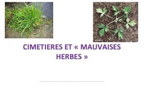 CIMETIERES ET MAUVAISES HERBES Problme Il nest pas