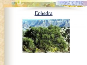 Reproduction of ephedra