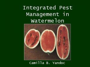 Integrated Pest Management in Watermelon Camilla B Yandoc