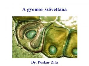 A gyomor szvettana Dr Puskr Zita Gyomor ventriculus