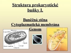 Struktura prokaryotick buky I Bunn stna Cytoplazmatick membrna