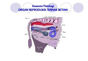 Kaya dengan tenunan parenchyme Kaya dengan tenunan parenchyme