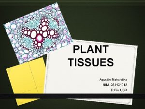 PLANT TISSUES Agustin Mahardika NIM 081434012 P Bio