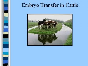 Embryo Transfer in Cattle Introduction n Embryo Transfer