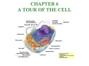 The cell is a living unit greater than the sum of its parts