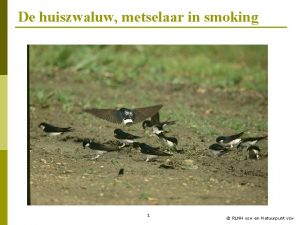 De huiszwaluw metselaar in smoking 1 RLNH vzw