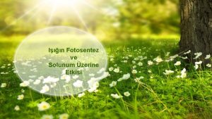 In Fotosentez ve Solunum zerine Etkisi In Fotosentez