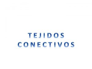 Tejido conectivo laxo