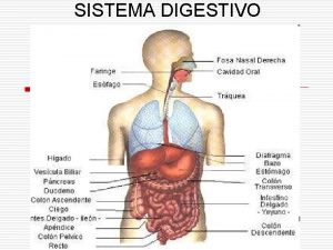 SISTEMA DIGESTIVO Para pensar o Ests sentado a