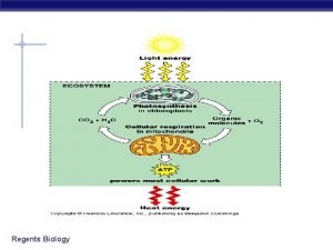 Regents Biology Cellular Respiration Harvesting Chemical Energy ATP