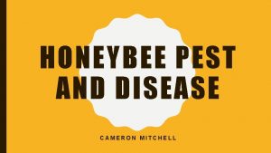 HONEYBEE PEST AND DISEASE CAMERON MITCHELL STUDENT LEARNING