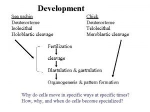 Development Sea urchin Deuterostome Isolecithal Holoblastic cleavage Chick