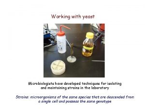 Yeast cell growth curve
