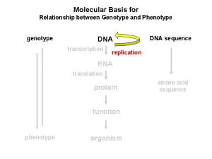 Molecular Basis for Relationship between Genotype and Phenotype