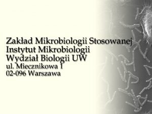 Prof dr hab Jacek Bielecki kierownik 22 55